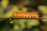 caterpillar, hairy, hair