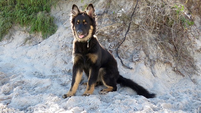 Free Dog German Shepherd photo and picture