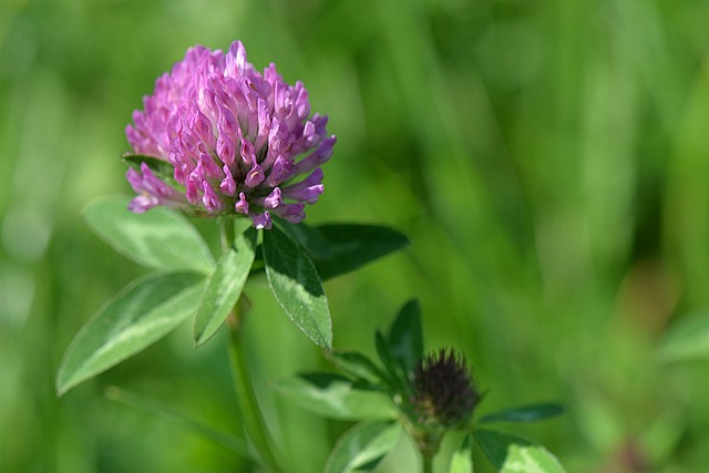 Free Blossom Bloom photo and picture