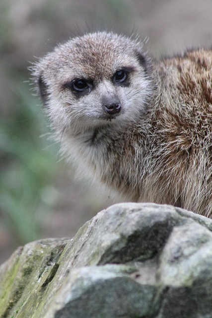 Free Animal Zoo photo and picture