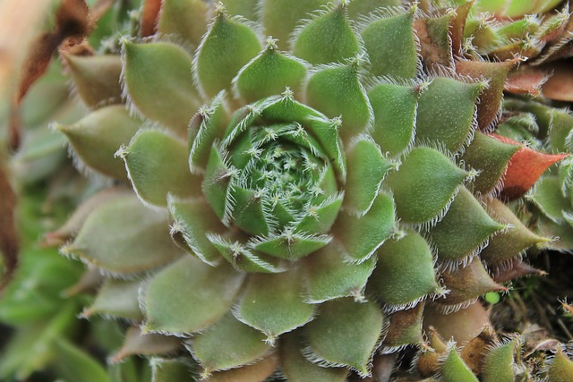 Free Cactus Plant photo and picture