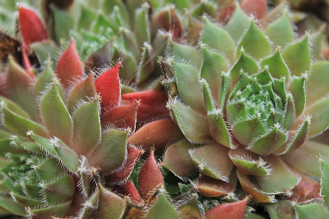 Free Plant Cactus photo and picture