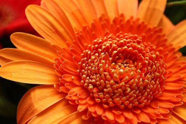 Free Flower Orange photo and picture
