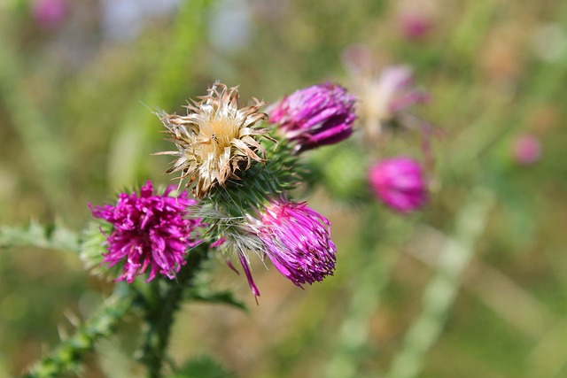 Free Thistle Flower photo and picture