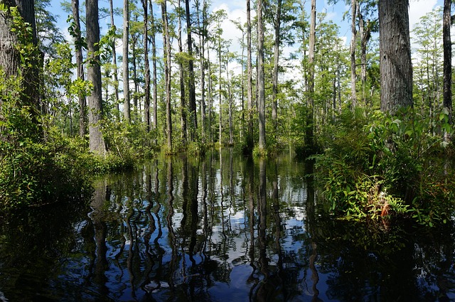 Free Swamp Trees photo and picture
