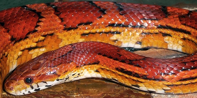 Rainbow Corn Snake