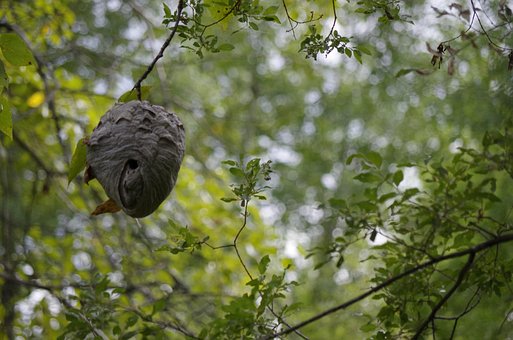 wasp nest images pixabay download free pictures wasp nest in trees
