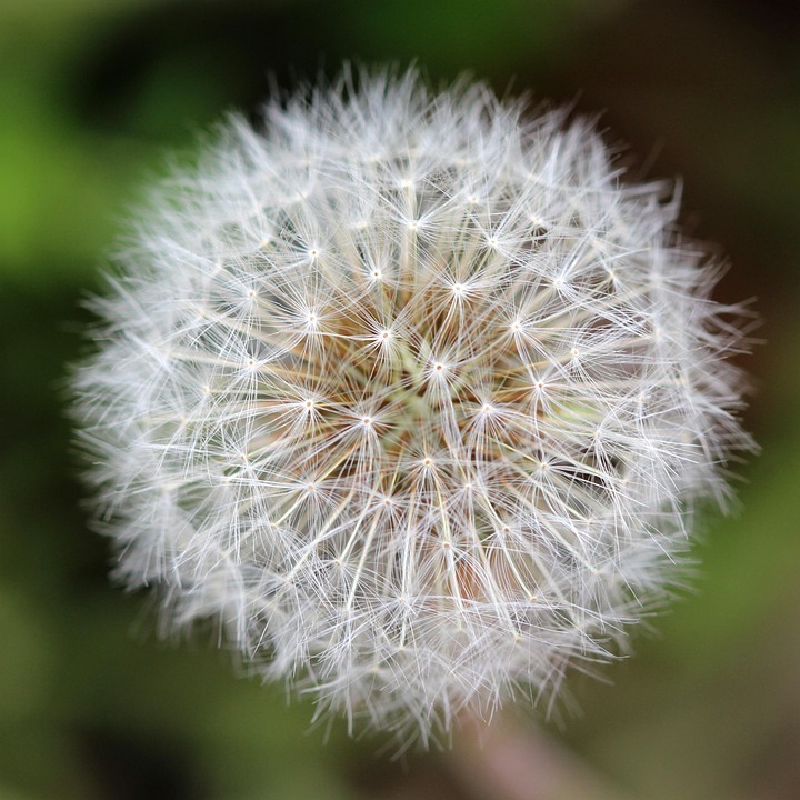dandelion seeds seed head free photo on pixabay
