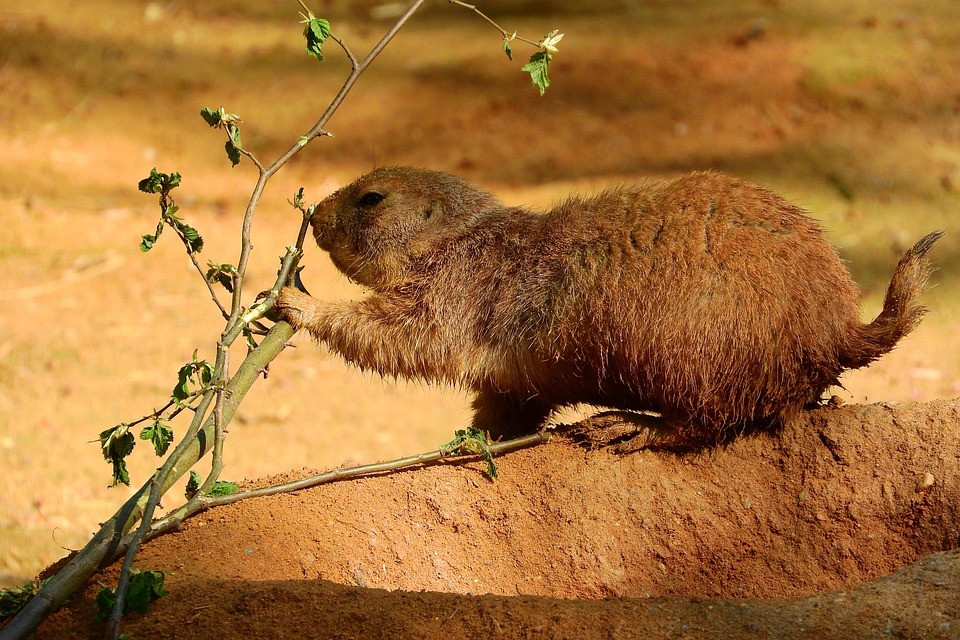 Cynomys Ludovicianus Psoun Foto gratis en Pixabay