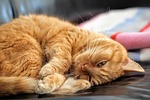 cat, red cat, kitten