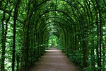 tunnel, tunnel of plants, promenade