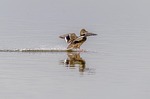 duck, nature, gliding