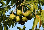 fruit, seed pod, sterculia foetida