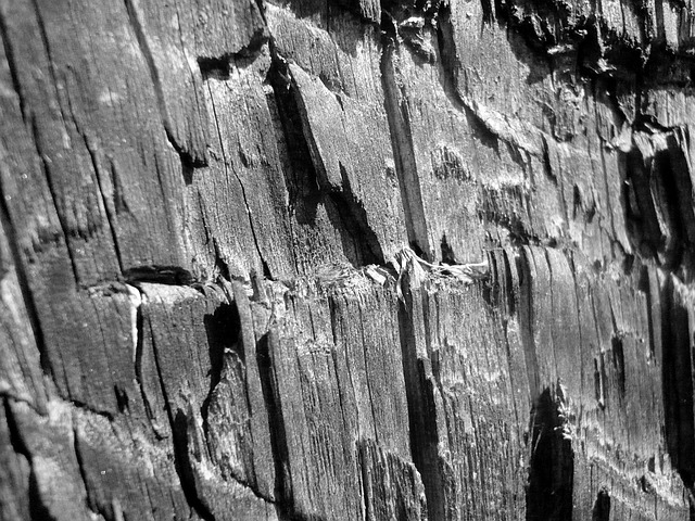 Free Wood Trunk photo and picture