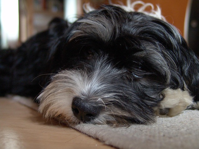 Free Dog Animal photo and picture