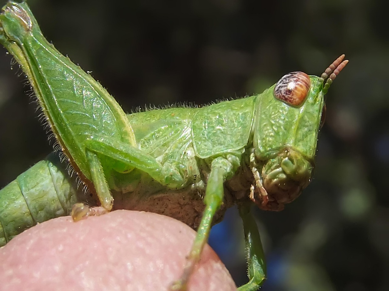 Heuschrecke Nymphe Grün Natur - Kostenloses Foto auf Pixabay - Pixabay