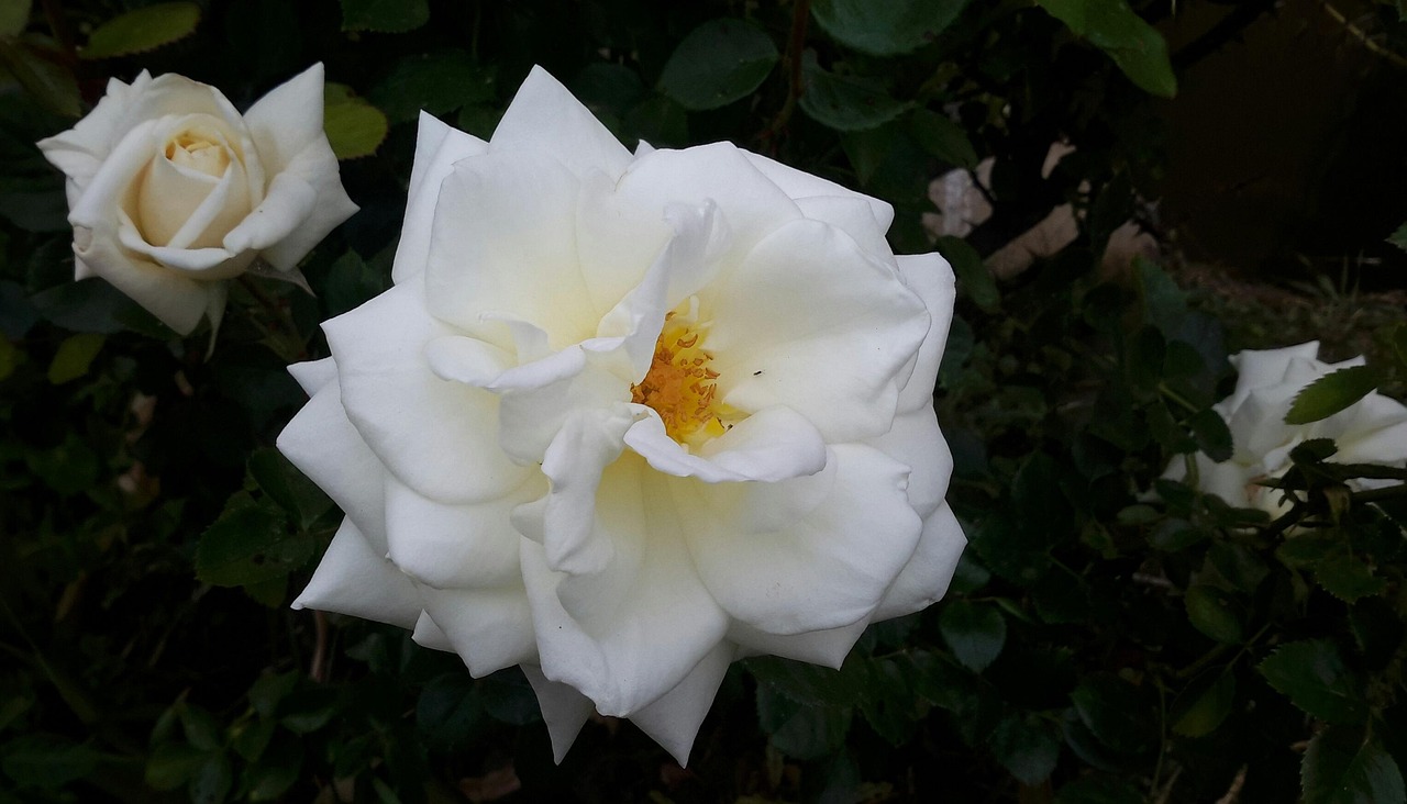 Hvid Rose Have Natur Gratis Foto P Pixabay Pixabay hvid-rose-have-natur-gratis-foto-p-pixabay-pixabay