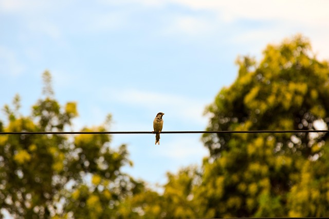 Free Bird Sparrow photo and picture