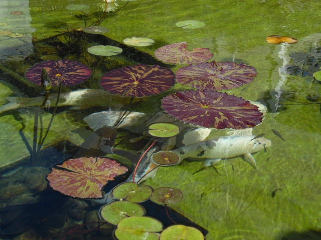 Free Pond Fish photo and picture