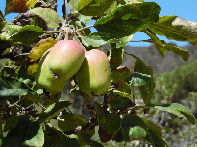 Free Apples Harvest photo and picture