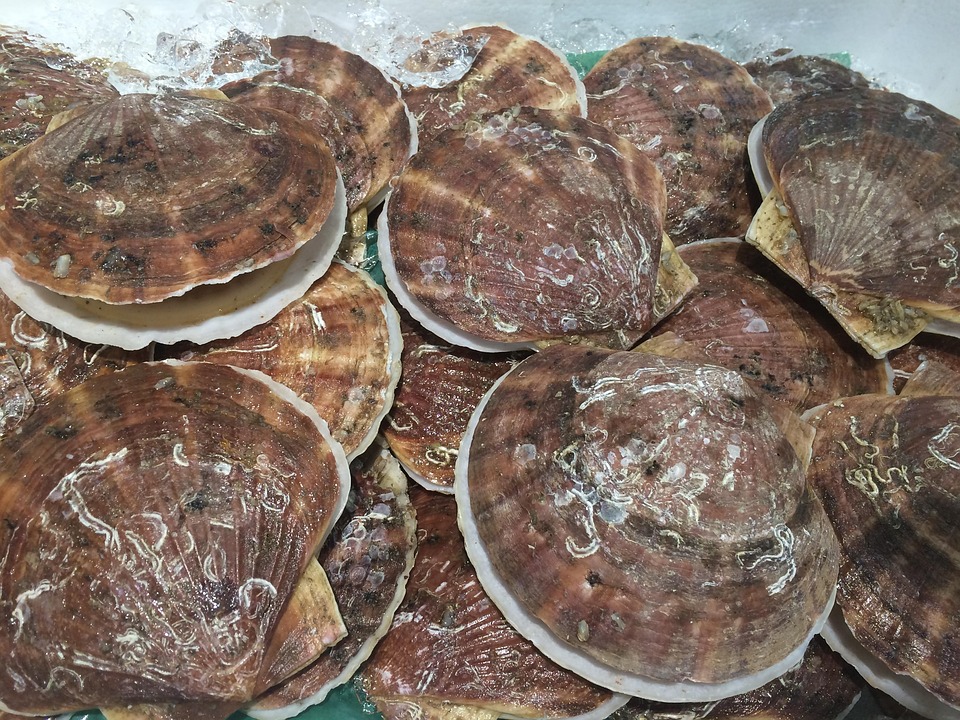 Scallop Shellfish Ice - Free photo on Pixabay - Pixabay