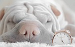 shar pei, shar pei puppy, puppy