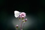 butterfly, green vein, white ling