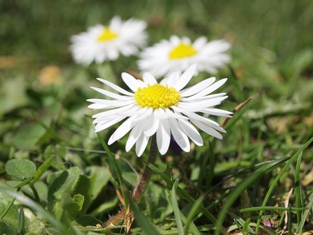 Blomst, Natur, Blomst Baggrund