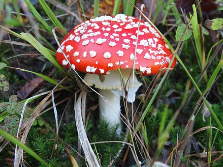Paddestol, Skovsvampe, Natur, Rød