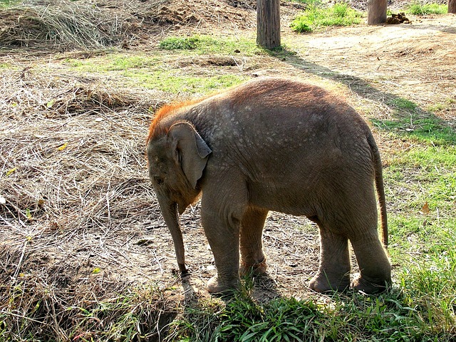 Elefant, Kleiner Elefant, Nepal