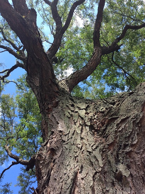 Árbol, Ladrar, Sale De, El Verano