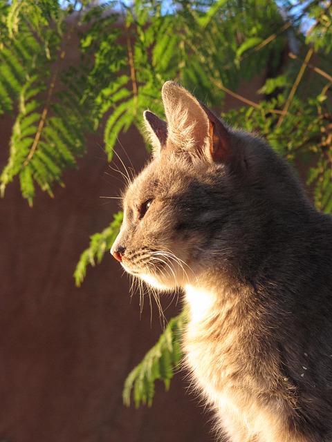 Free Cat Eyes photo and picture