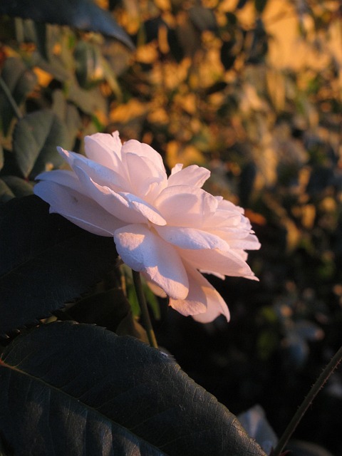 Free Rose Yard photo and picture