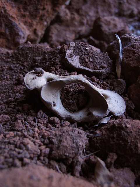 Free Vertebra Animal photo and picture