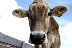 look into my eyes, cow, alm