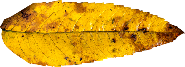 Free leaf autumn fall illustration