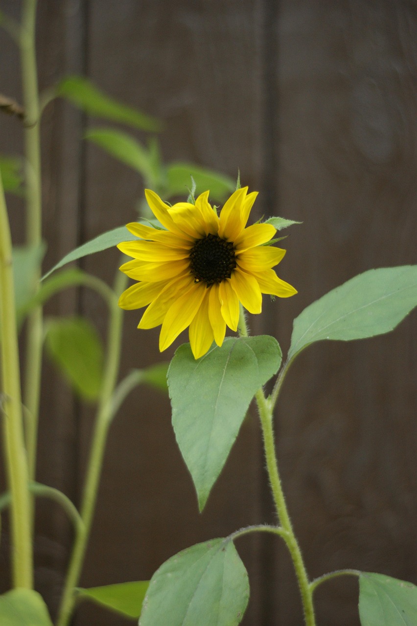 Sunflower Flower Yellow - Free photo on Pixabay - Pixabay