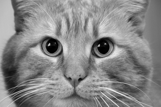 Free Cat Animal photo and picture
