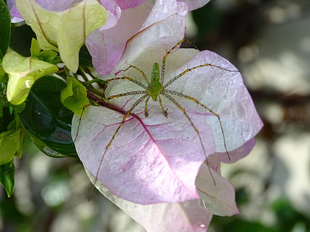 Free Spider Nature photo and picture