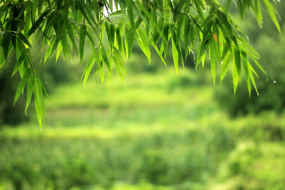 Free Nature Scenery Images Free Nature Scenery Images