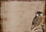 background, owl, collage