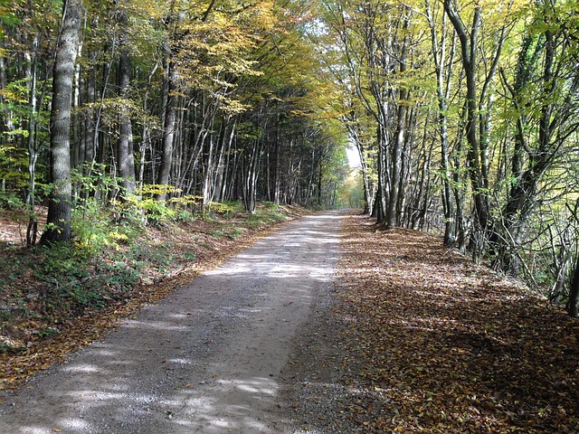 Wald, Natur, Weg, Bäume, Herbst