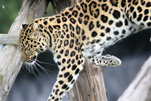 100 Free Leopard Spots Leopard Images
