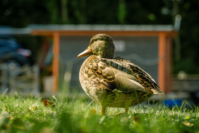 Free duck bird water bird illustration