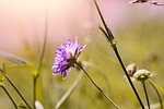flower, blossom, bloom