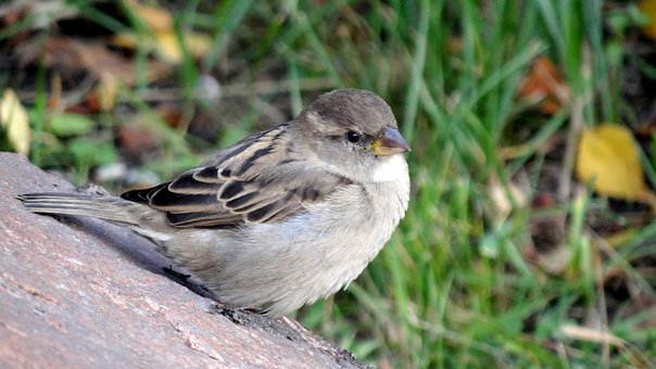 Free Bird Sparrow photo and picture