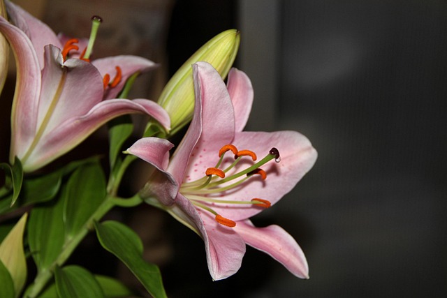 Free Lily Daylily photo and picture