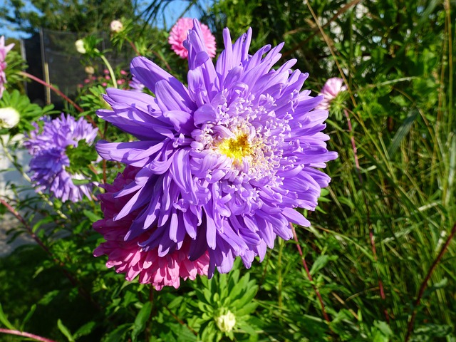 Free Flower Autumn photo and picture