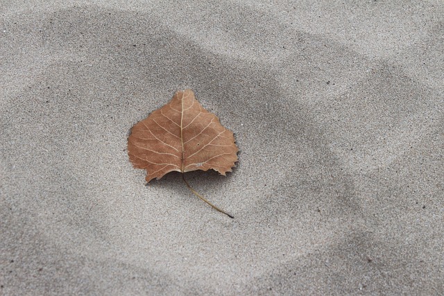 Efterår, Blad, Sand, Natur, Udendørs