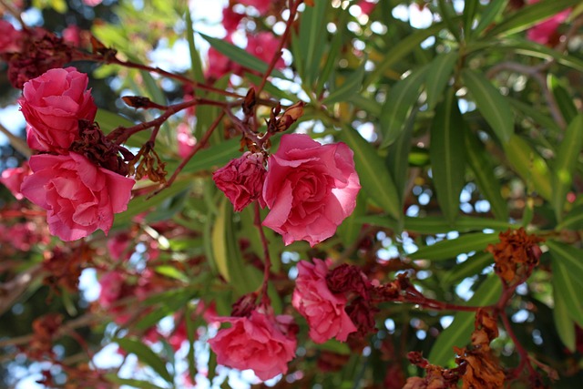 Free Flower Green photo and picture